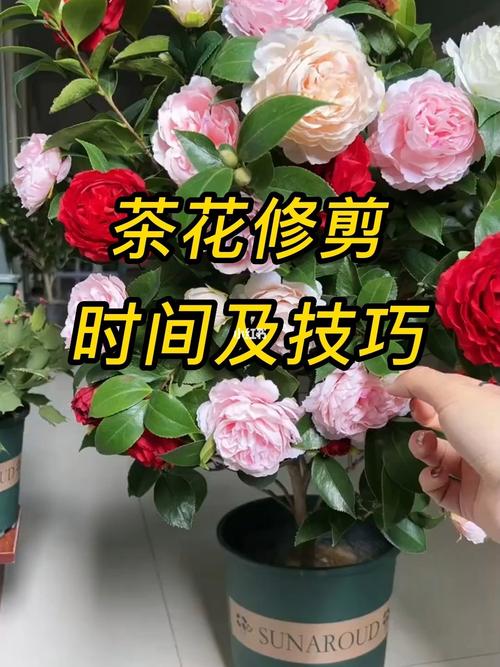 盆栽茶花如何矮化修剪-盆栽茶花怎么修剪