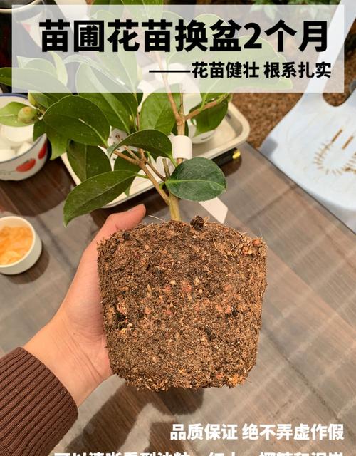 种盆栽用什么土最好-盆栽适合用什么土