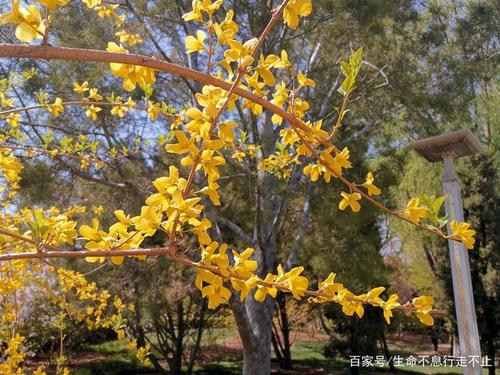 北京种什么花卉-适合北京种植的花卉