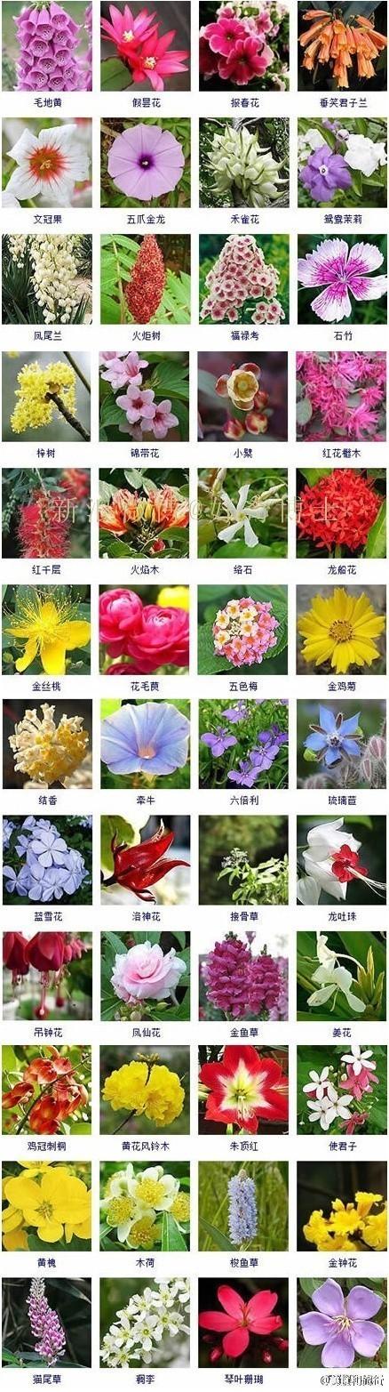 热带花卉名称-热带花卉名称图片大全