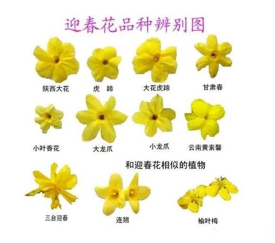 盆栽花的名称及特点-盆栽花的名字和图片大全