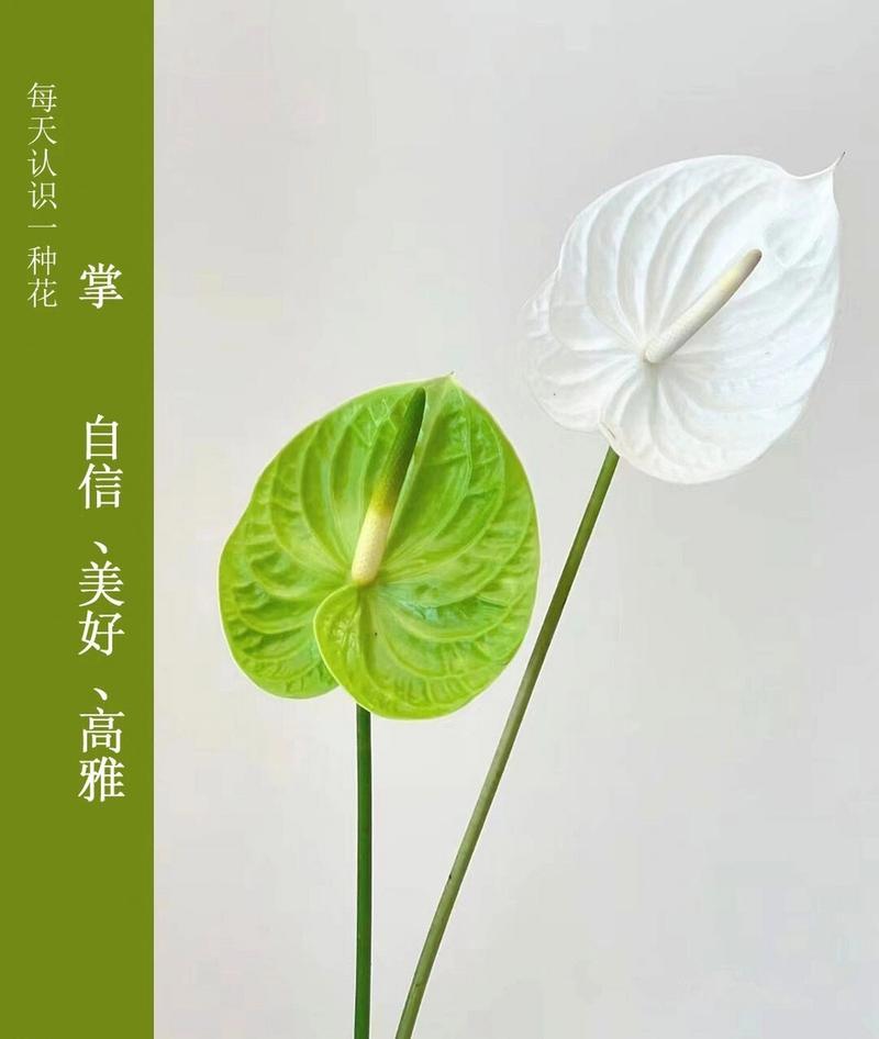 花卉名带掌-什么掌的花名字