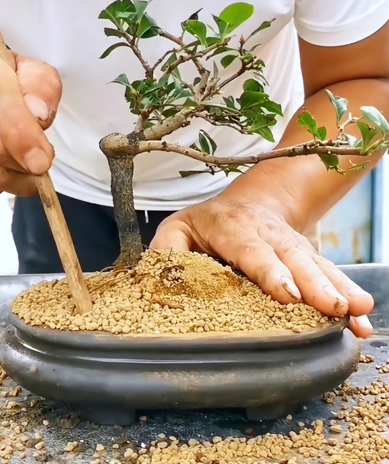 老鸦柿盆栽夏季浇水光照-老鸦柿盆景浇水方法