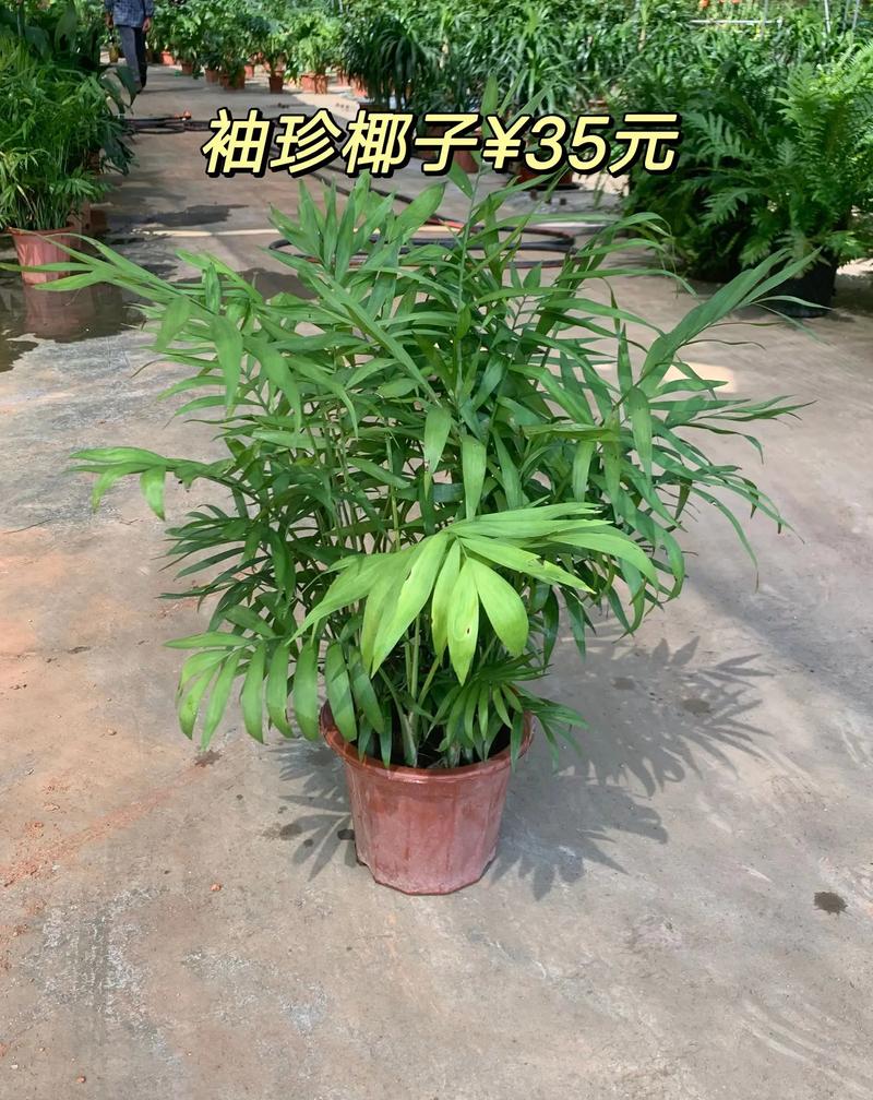 盆栽植物袖珍椰子-袖珍椰子盆景怎么养