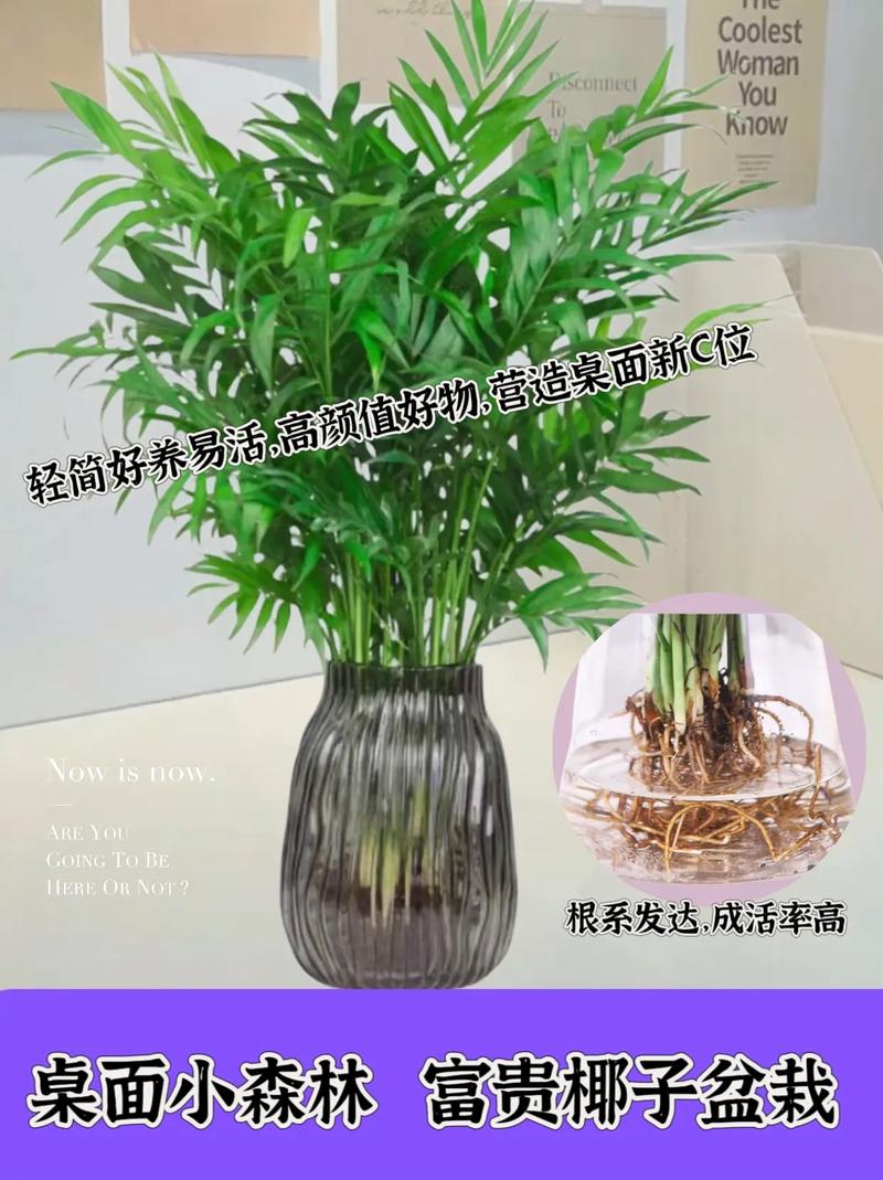 盆栽植物袖珍椰子-袖珍椰子盆景怎么养