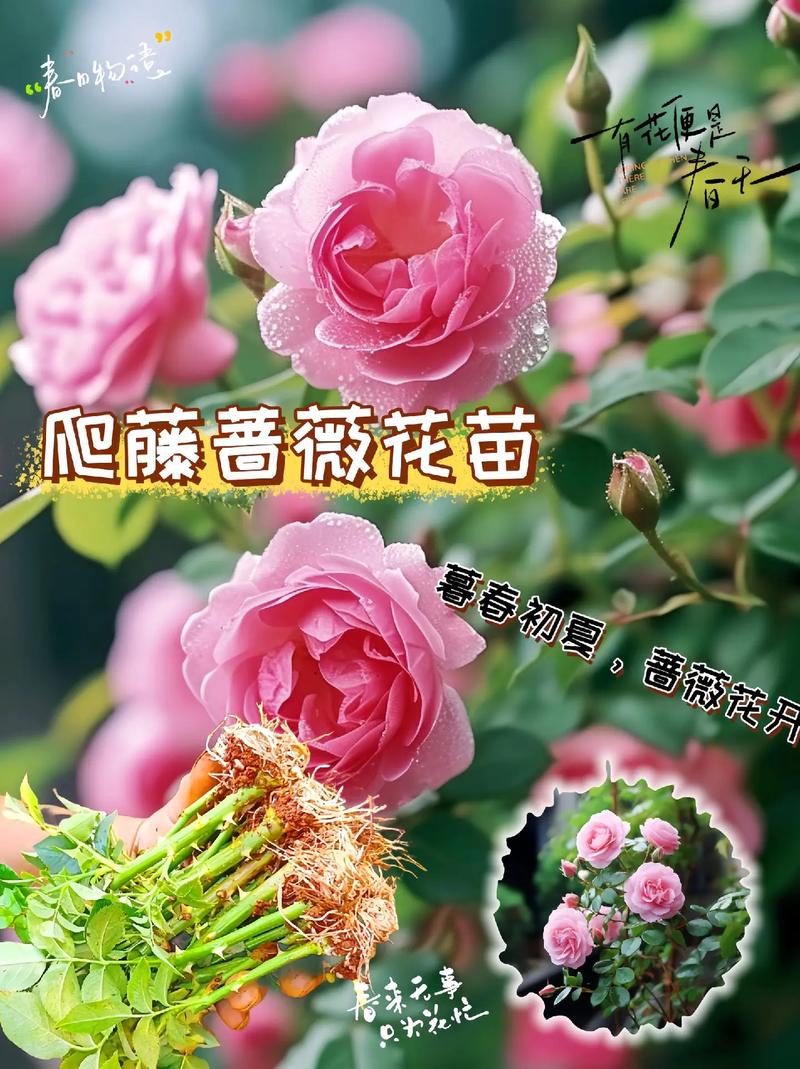 春天花卉介绍-春天的花卉