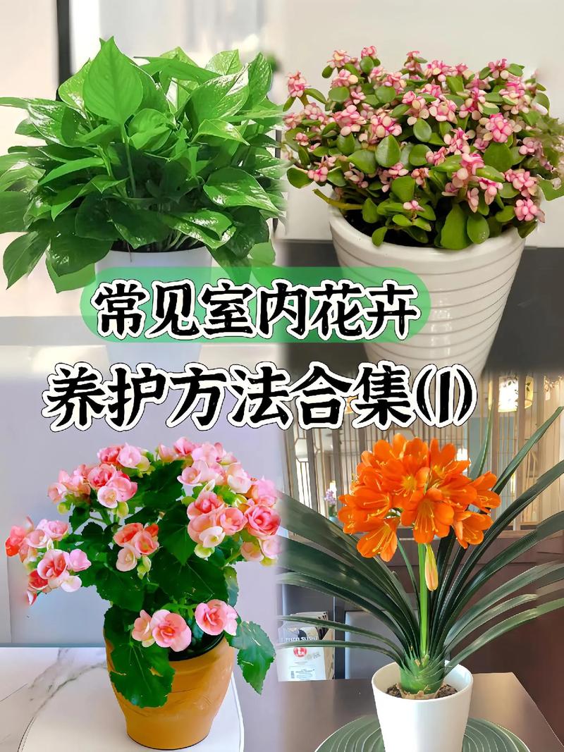 室内花卉栽培-室内花卉栽培注意事项