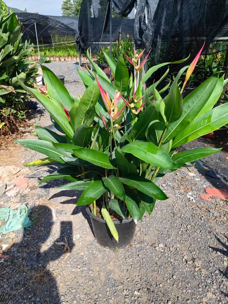 蕉类植物盆栽-蕉类植物名单