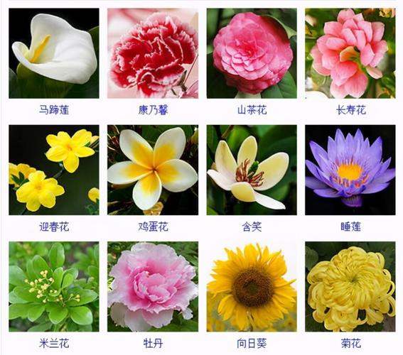 花卉种类名称大全-花卉种类名称大全图解