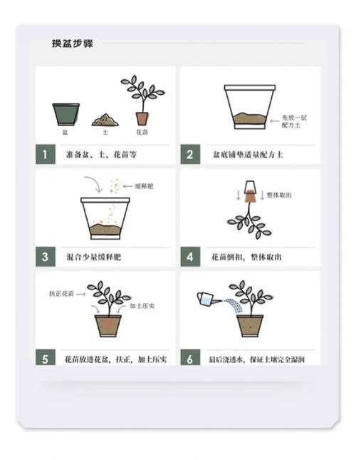 新换盆花卉的养护-新买花换盆