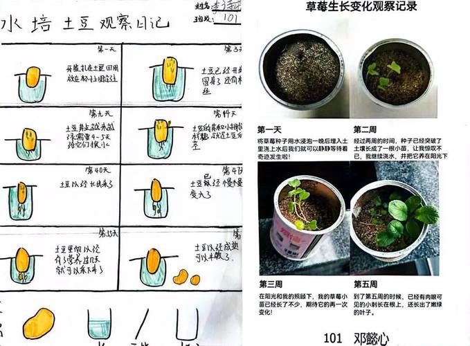 花卉播种技术盆播-花卉播种技术盆播方法