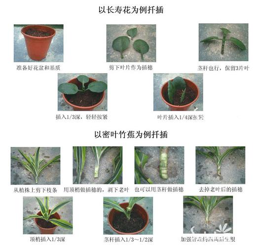 花卉播种技术盆播-花卉播种技术盆播方法