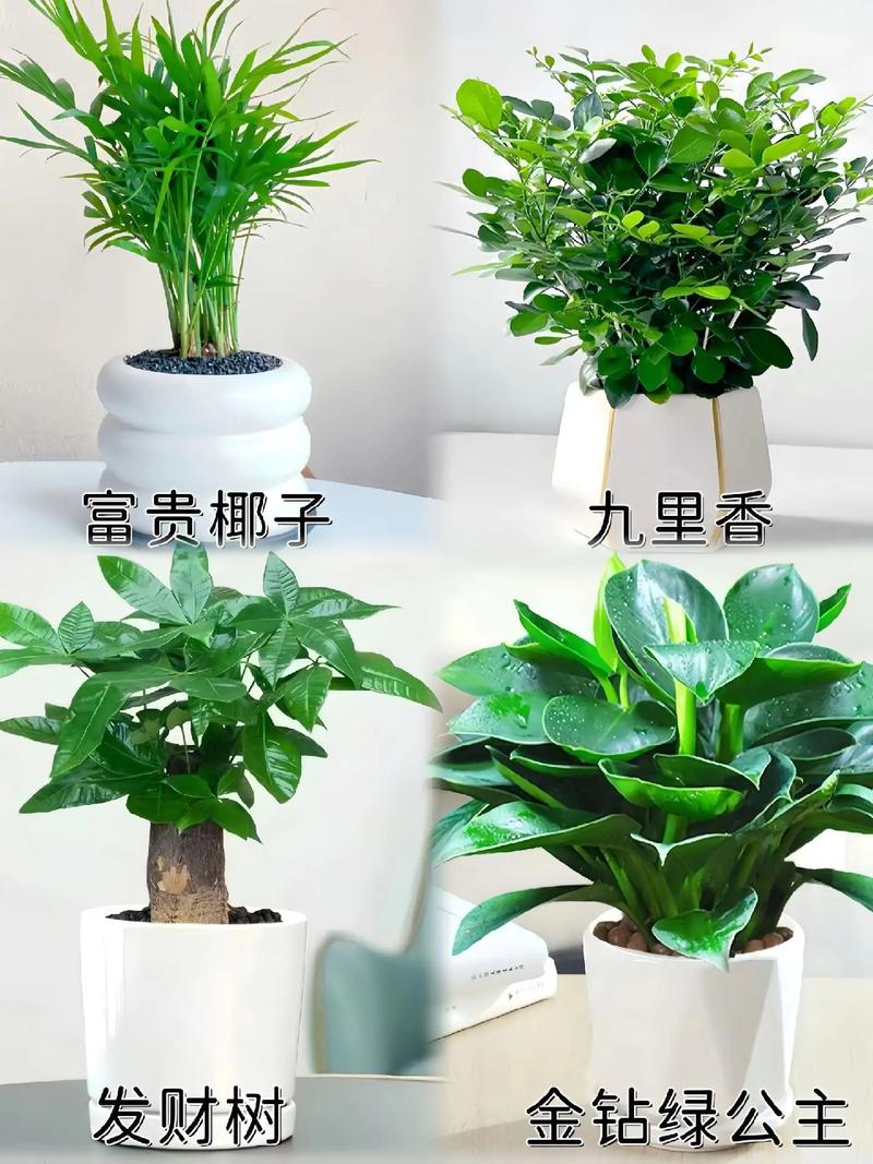 多种植物组合盆栽图片-多种植物组合盆栽图片大全