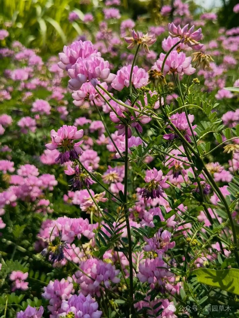 北方多年生草本花卉-北方多年生草本花卉种植