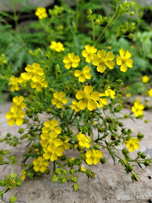 北方多年生草本花卉-北方多年生草本花卉种植