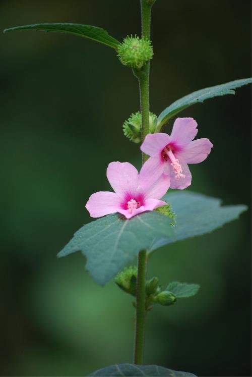 锦葵科花卉图片-锦葵科代表植物图片